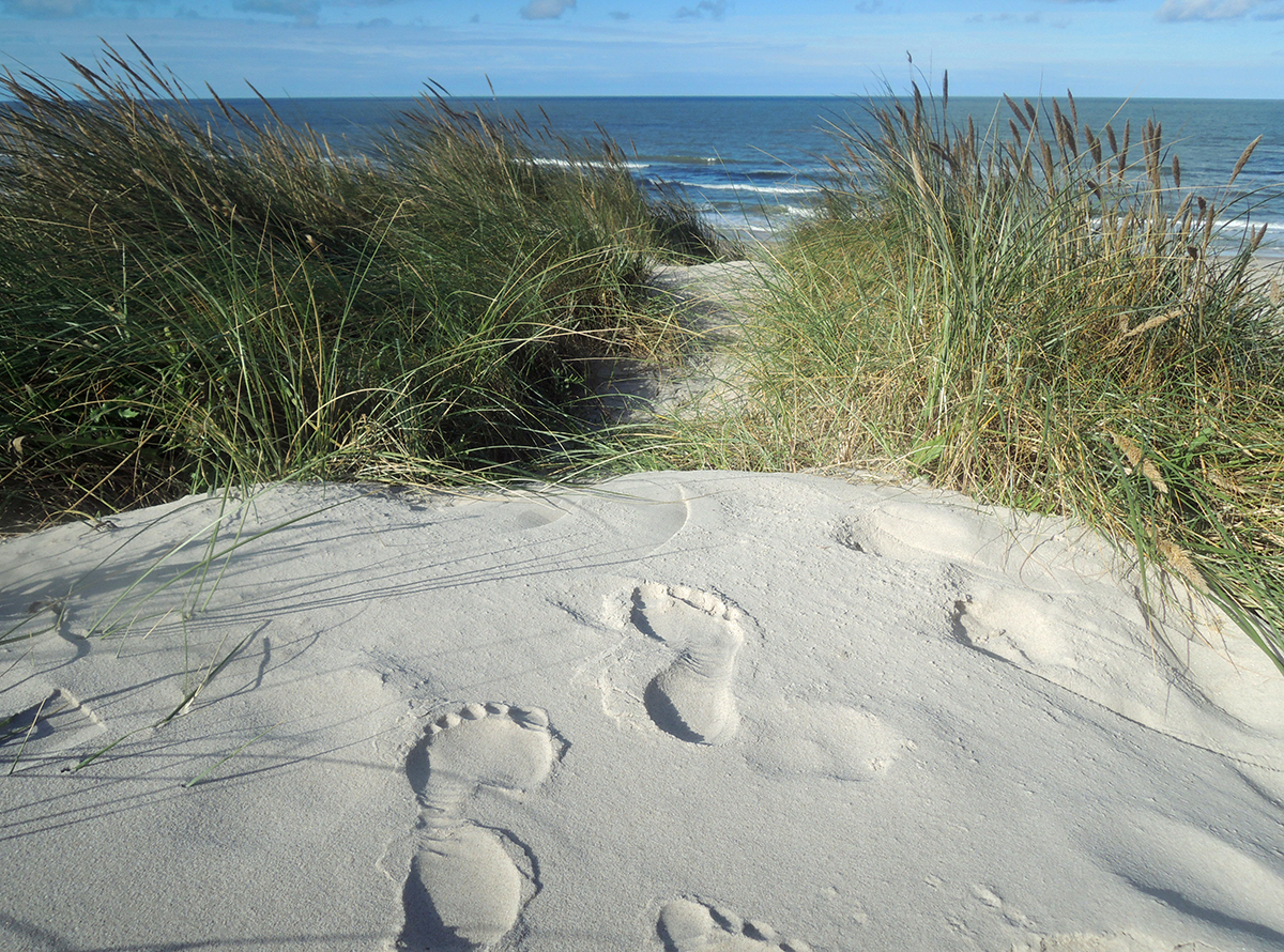 Fast unberührte Dünen am Holmsland Klit